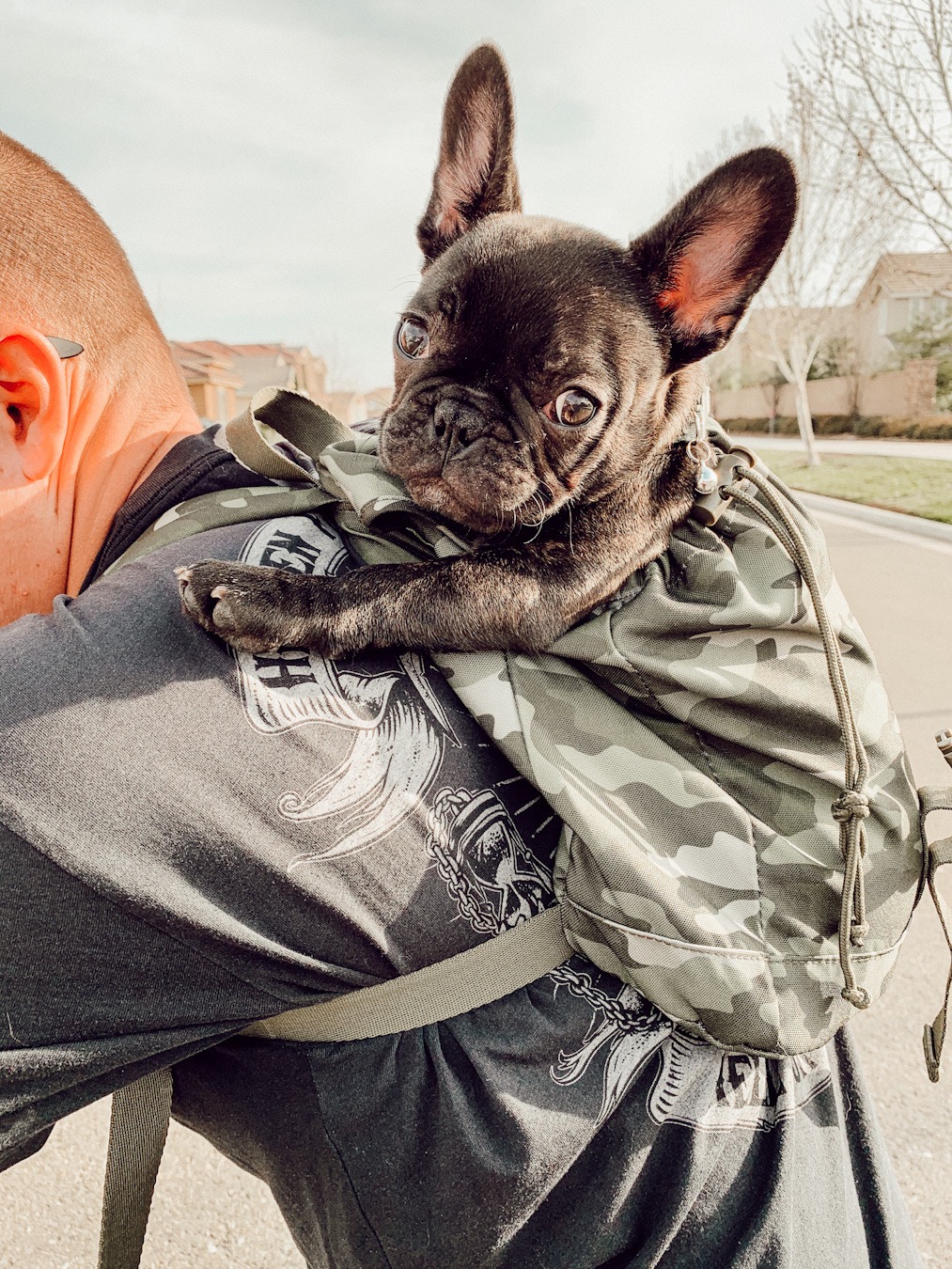 when do french bulldogs stop growing