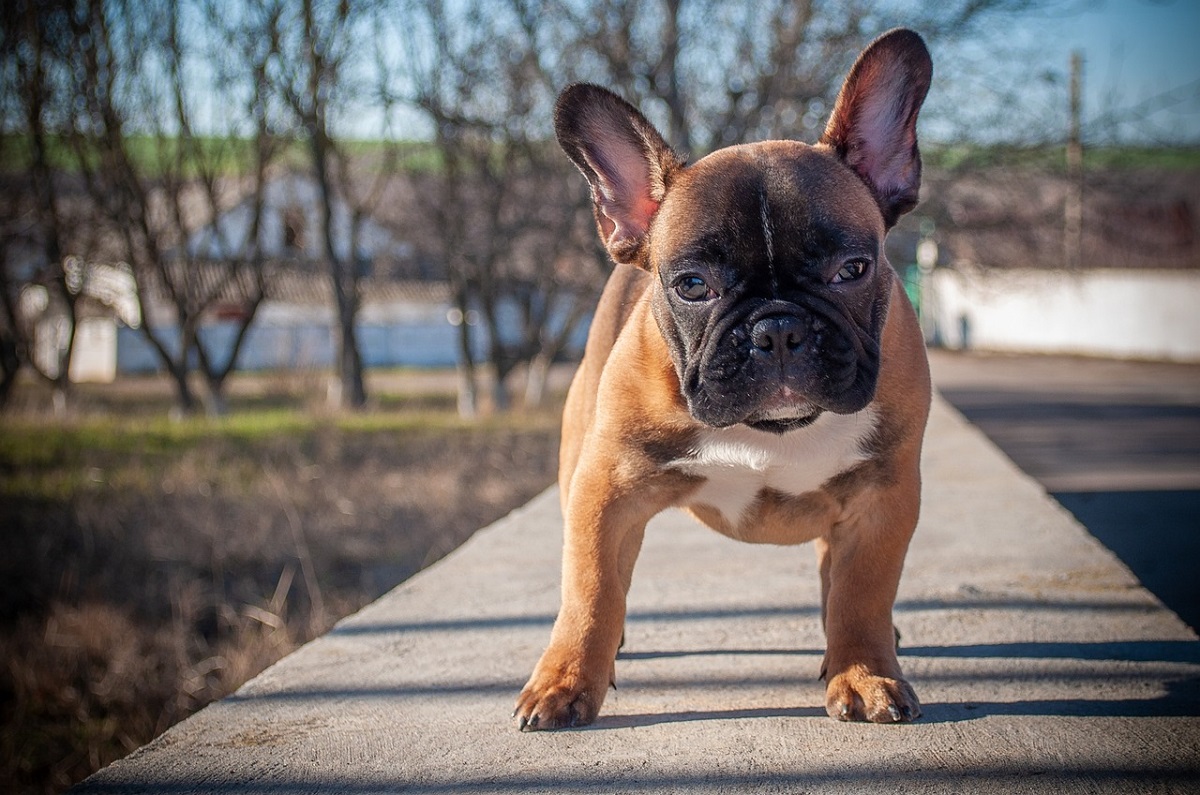 dachshund is looking